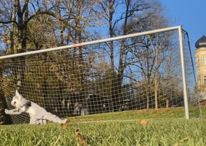 Football Team Speaks Out Inside the Junior Varsity Football Group